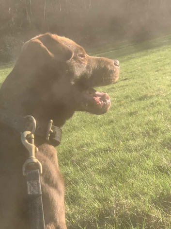 Chocolate patterdale stud