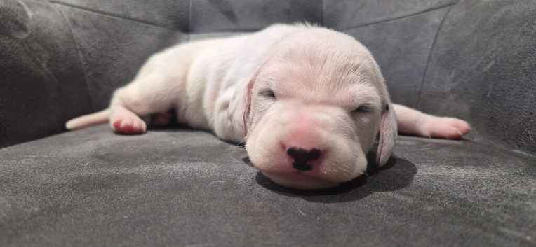 Only 2 left! **Exceptional Show Quality KC Dalmatian Litter**