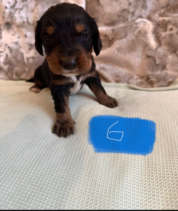 8 cocker spaniel puppies for sale