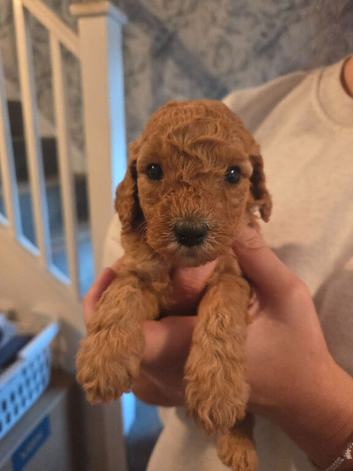 F1B Cockapoo puppies