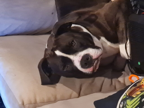 American bully