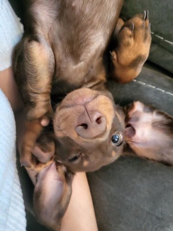 Male chocolate tan