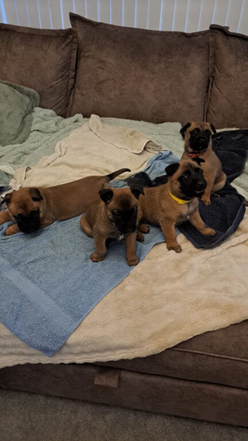 Big chunky Belgian Malinois  puppies for sale