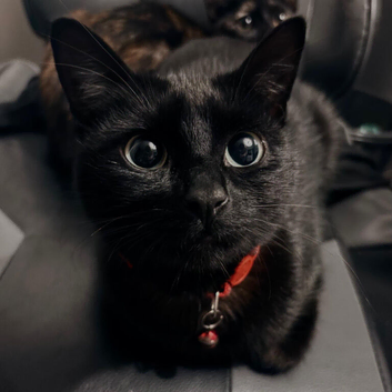 Five beautiful kittens ready for their new homes