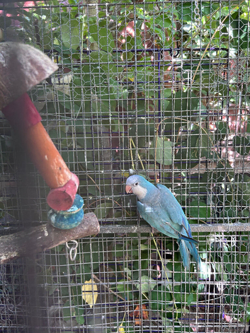 Blue Quaker part male