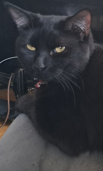 Bombay cats