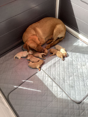 Kc reg pedigree fox red Labs the last 3 females for sale
