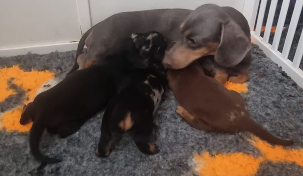 Stunning RKC registered muniture smooth haired dashounds