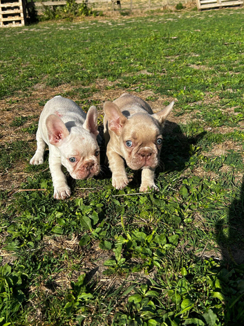 French bulldog litter