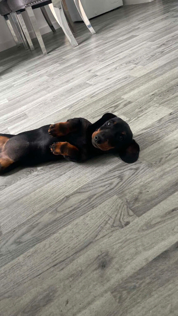 Miniature dachshund puppies