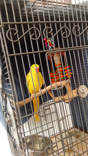 Male ringneck