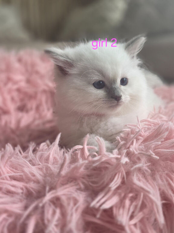 Ragdoll Kittens