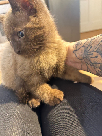 9 weeks old male kittens x3