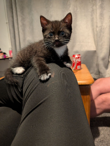 RARE tuxedo Chocolate girl
