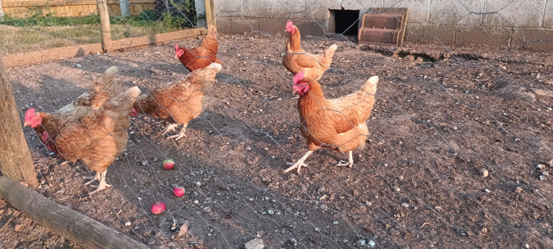 6 x Lohman Brown chickens
