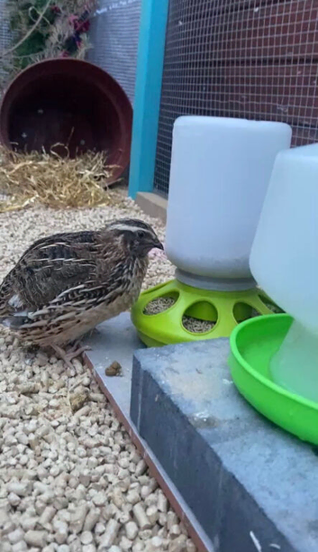 Male coturnix
