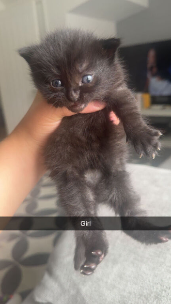 Kittens