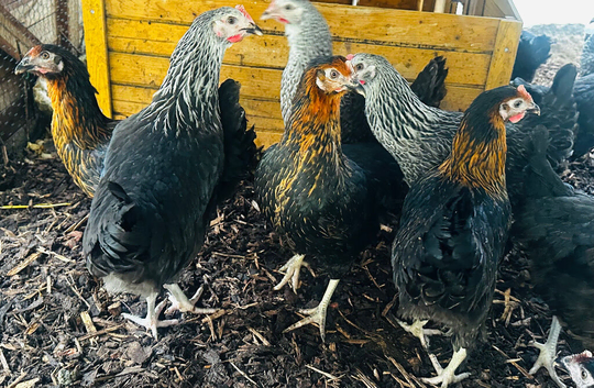 Point of Lay Chickens - READY NOW