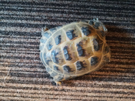 Male Horsfield Tortoise