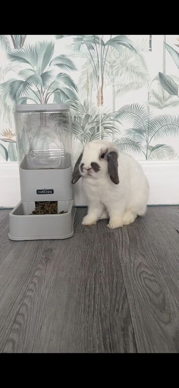 Mini lop rabbit