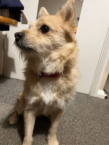 Female dog loving home