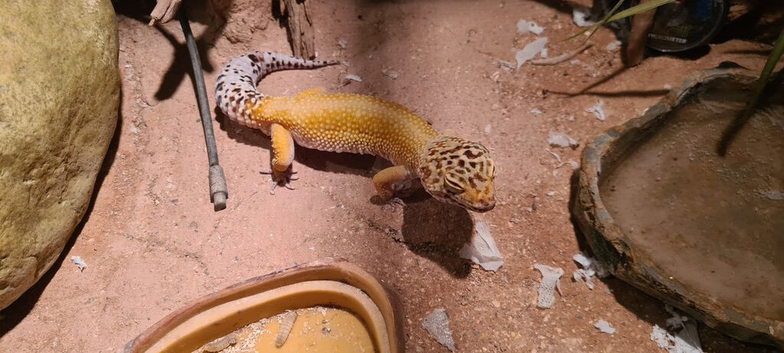 Pablo Adult Male Leopard Gecko & Enclosure