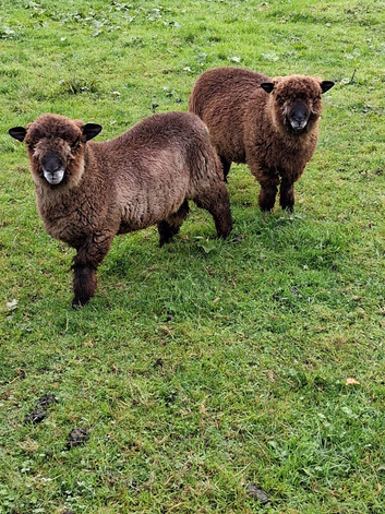 Coloured Ryland ram,