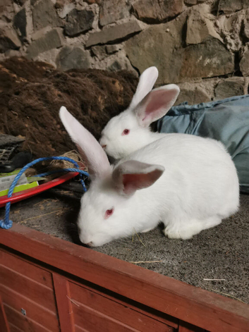 New Zealand white rabbits for sale