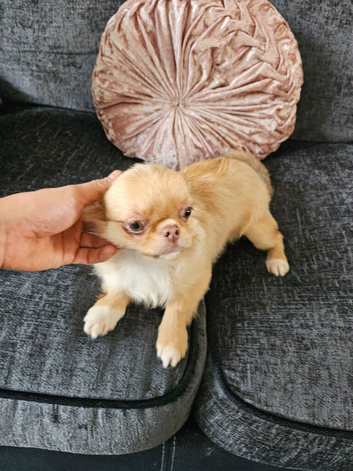 Chihuahua
