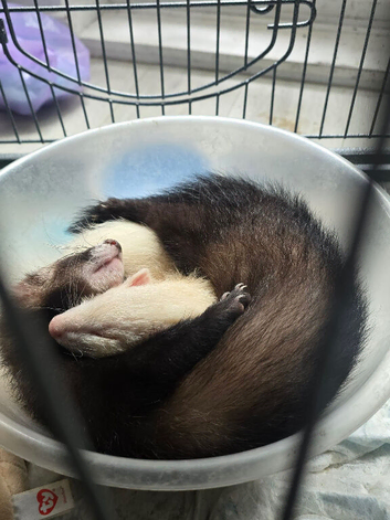 2x 10 week old ferrets for sale