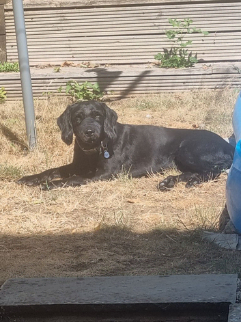 Cockerpoo x Lab male to rehome