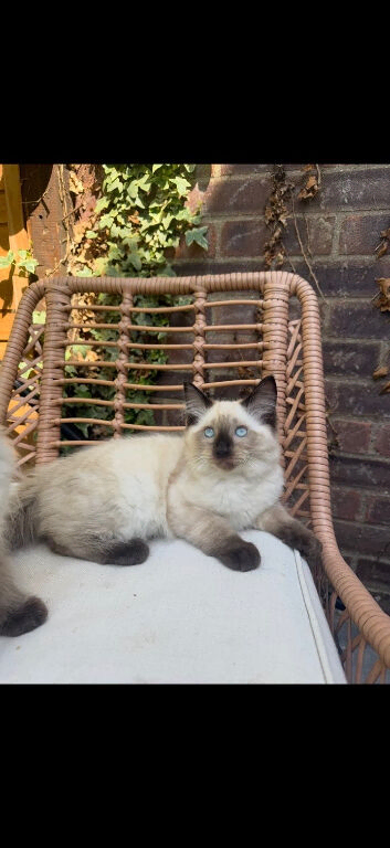 Ragdoll kittens for sale