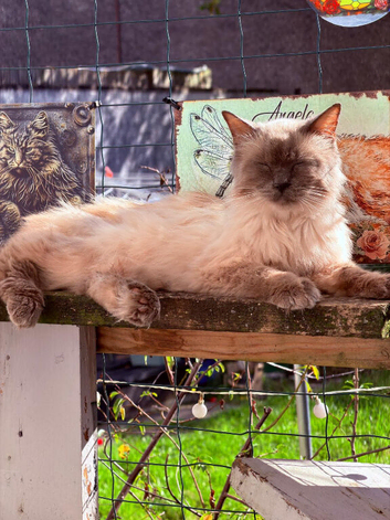 Ragdoll male tica and gccf (active) un neutured