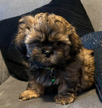 Adorable Shih Tzu Girls Looking for Loving Homes