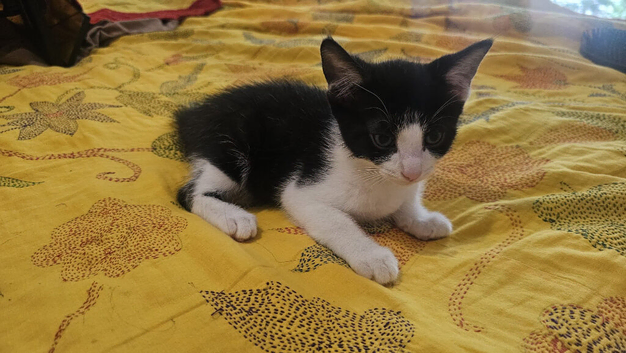 Lovely male kitten