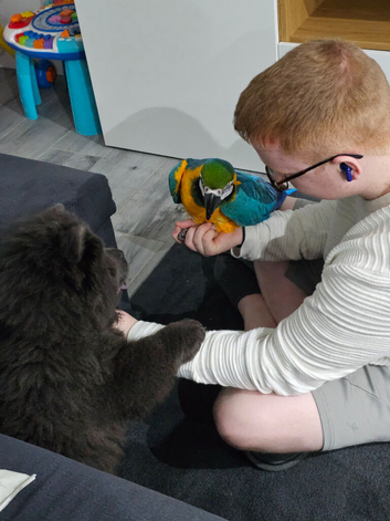 Male Blue & Gold McCaw almost 6 years old