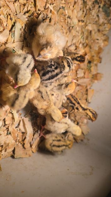 Japanese  quail