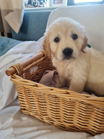 Only 2 girls left looking for loving homes