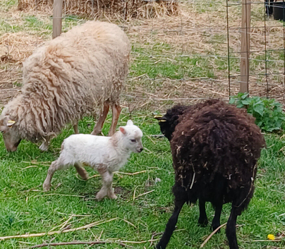 Pedigree Miniature Ouessant ram/wether lamb available at weaning