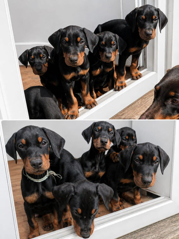 12 week old, 3 gorgeous girls ready for their forever families