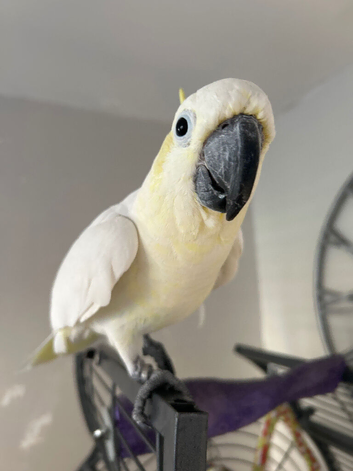 Sulphur crested cockatoo very tame loves coming to you she's 29yrs young