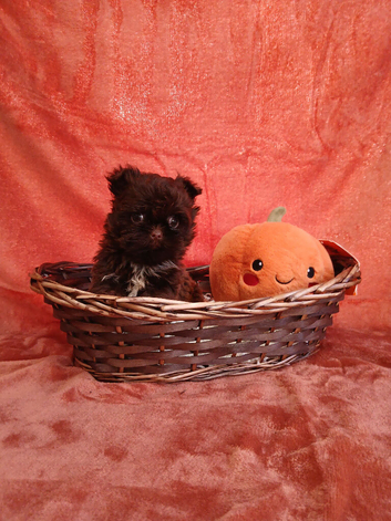 Shihpoo