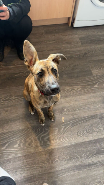 5 month old lurcher