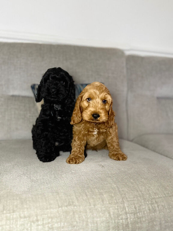 F1 Show Line Cockapoo Puppies ️READY NOW️