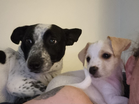 Puppies