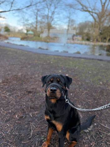 female rottweiler