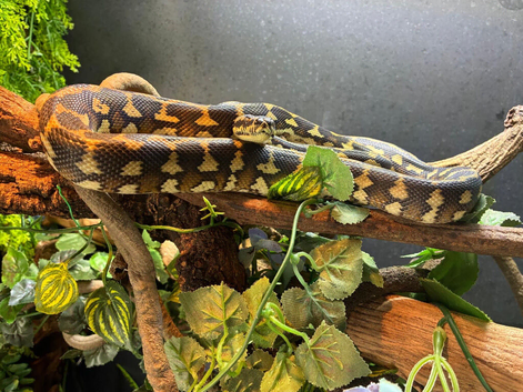 Young carpet