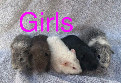 X5 baby girl guinea pigs