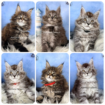 TICA registration Maine coon kittens Ready Now