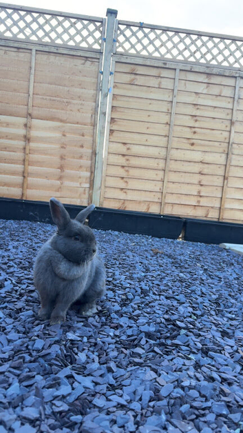 Selling my rabbit